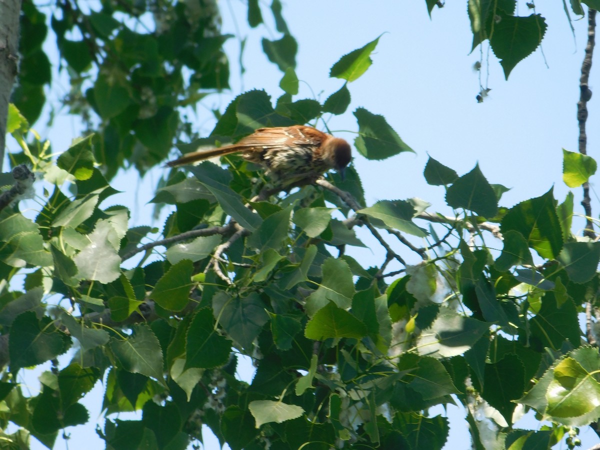 Brown Thrasher - ML620483801