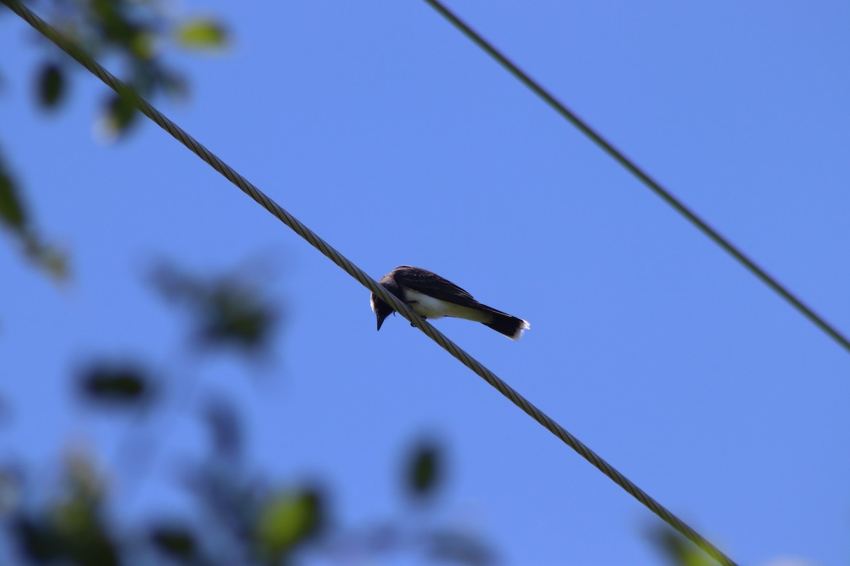 Eastern Kingbird - ML620483803