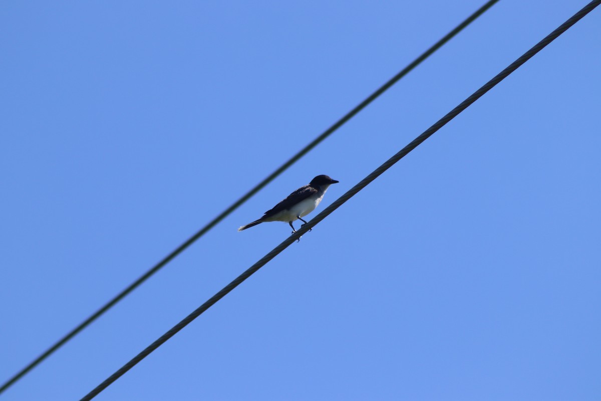 Eastern Kingbird - ML620483804