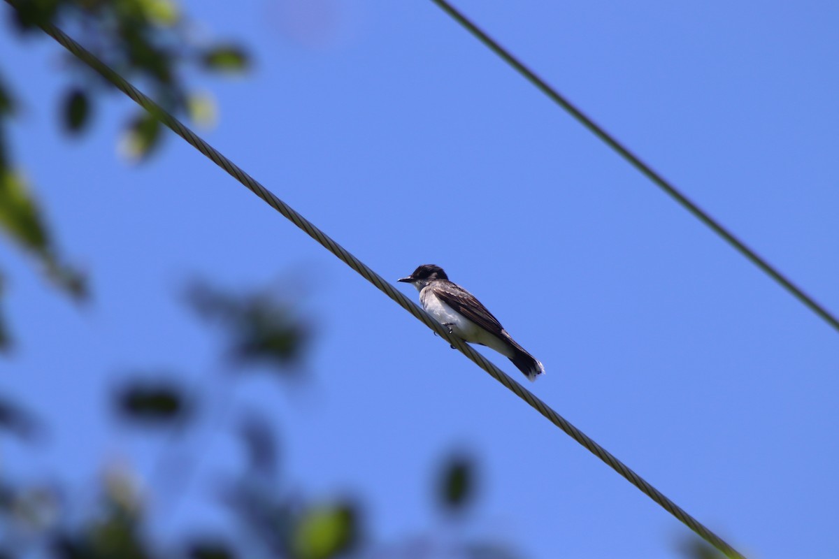 Eastern Kingbird - Cory Ruchlin