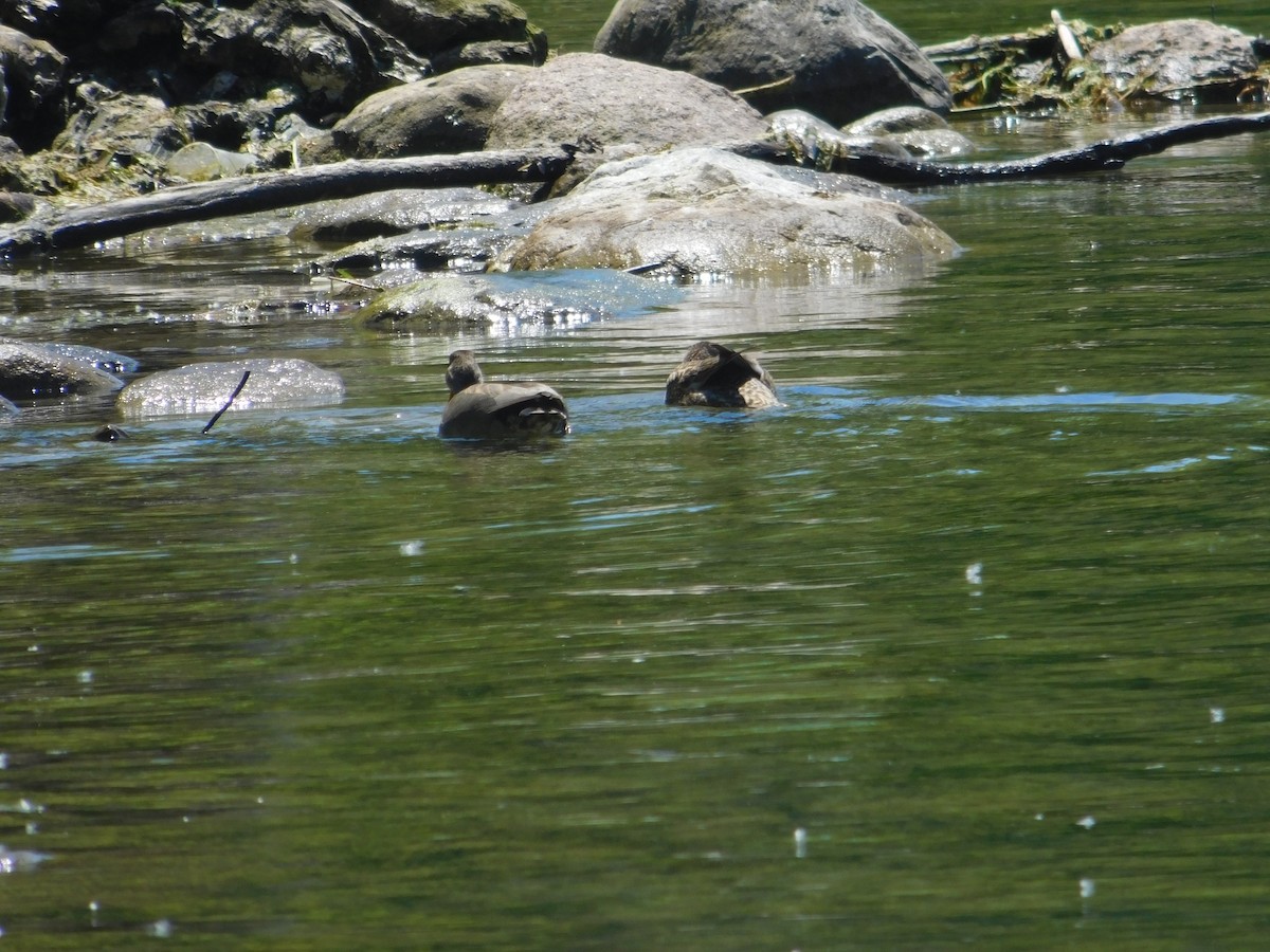 Gadwall - ML620483809