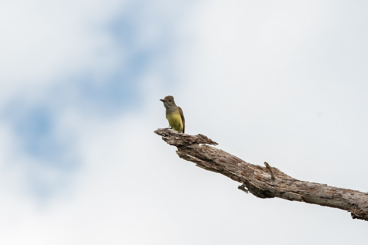 Great Crested Flycatcher - ML620483814