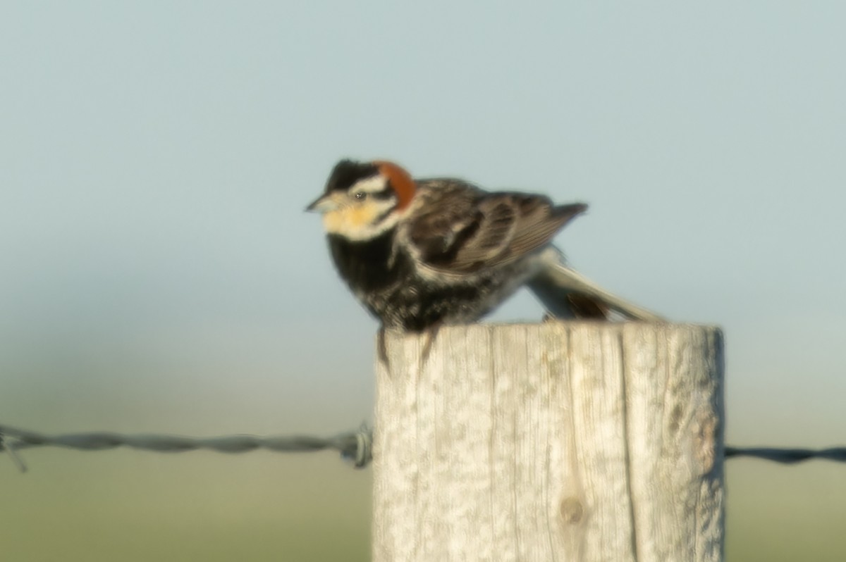 Chestnut-collared Longspur - ML620483816