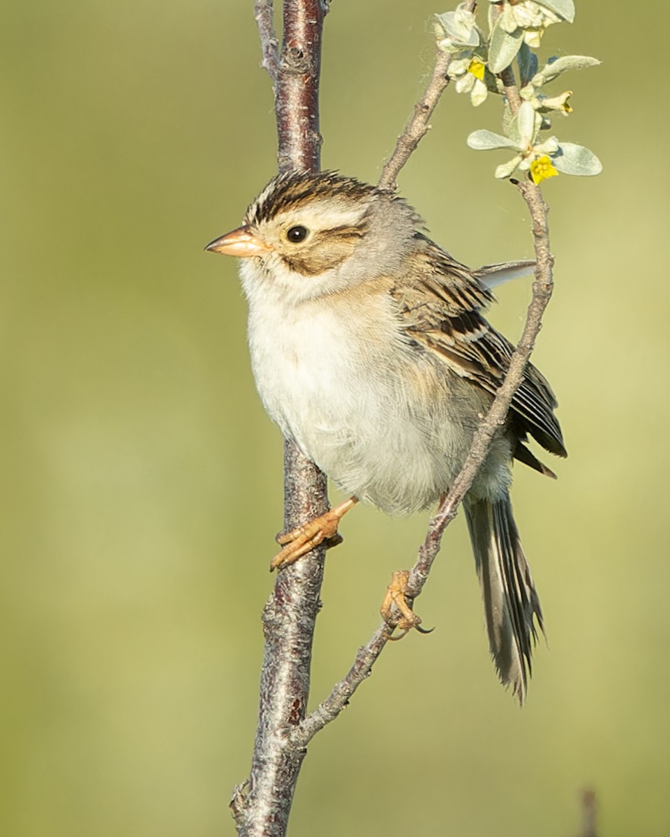 Clay-colored Sparrow - ML620483817