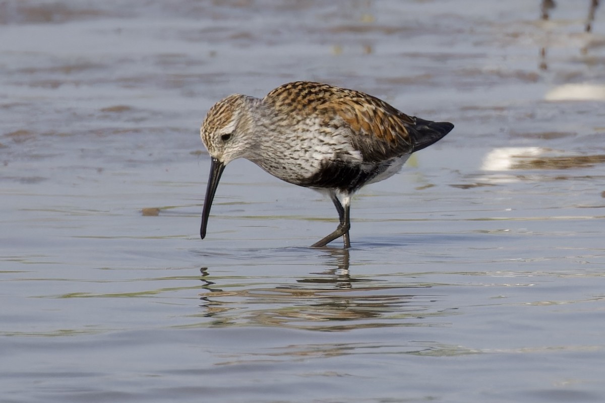 Dunlin - ML620483819