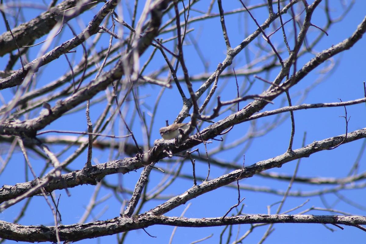 Warbling Vireo - ML620483822