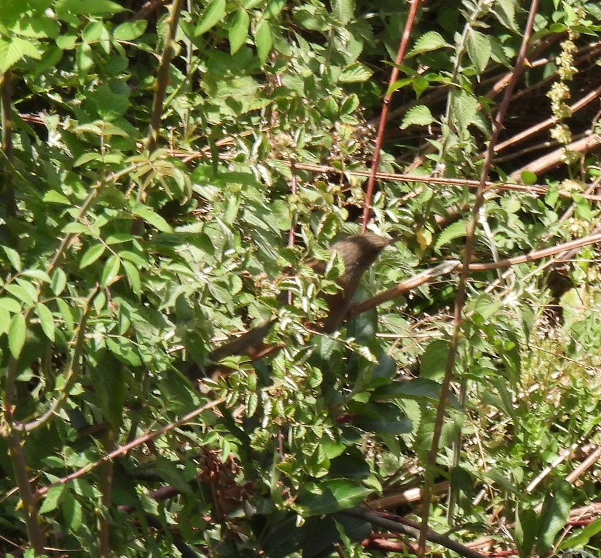 Streaked Laughingthrush - ML620483826