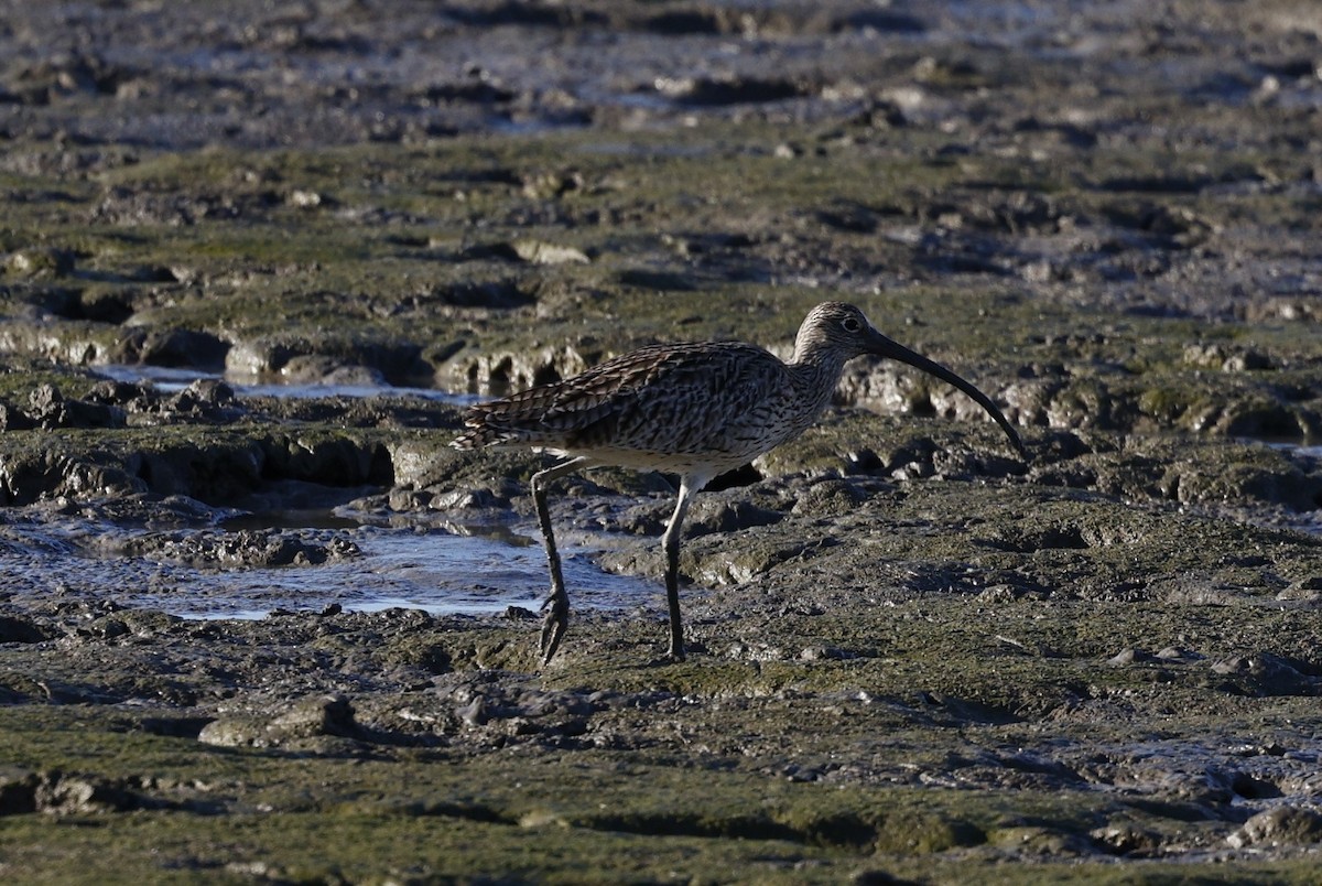 Far Eastern Curlew - ML620483827