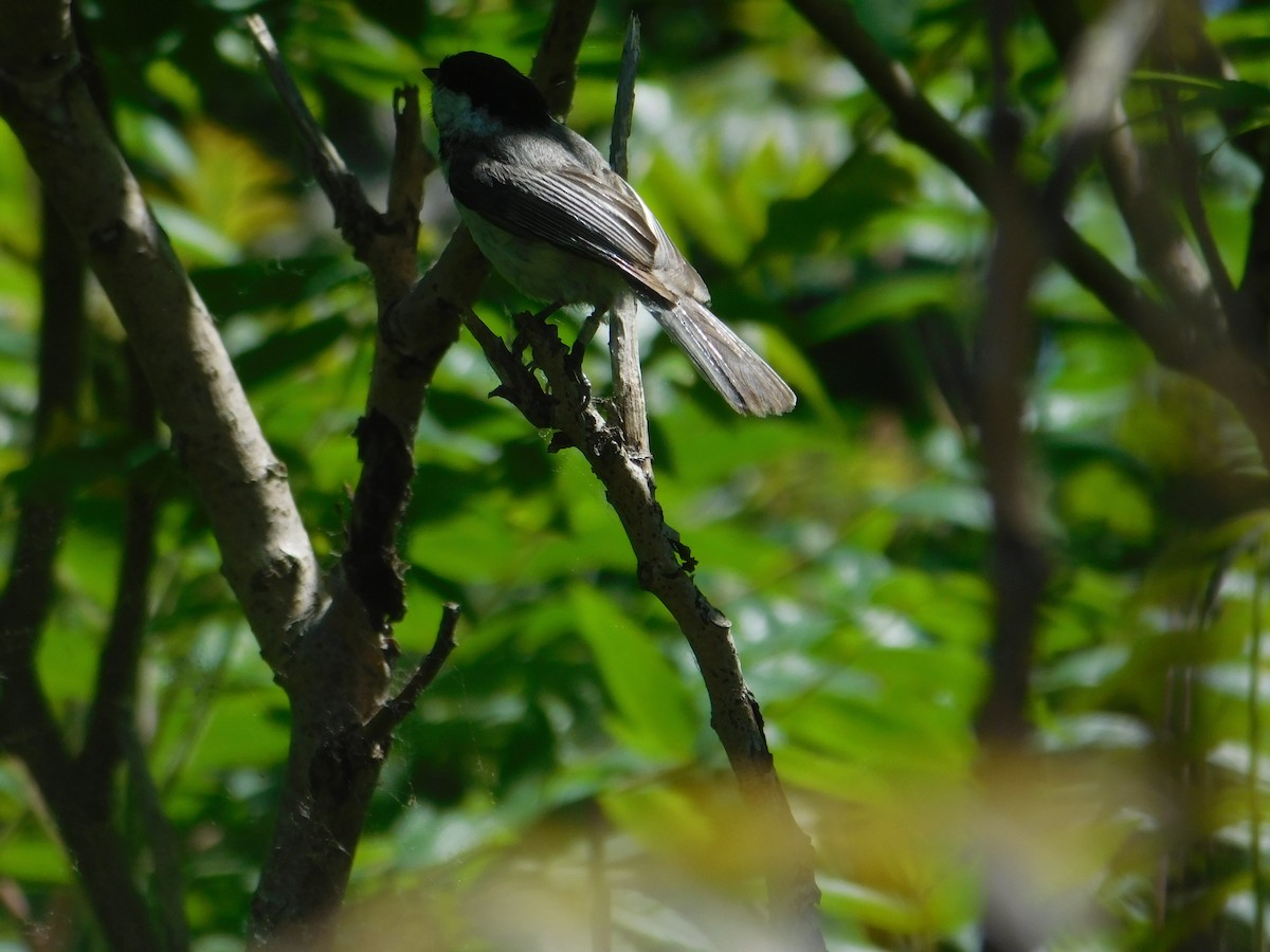 Black-capped Chickadee - ML620483828