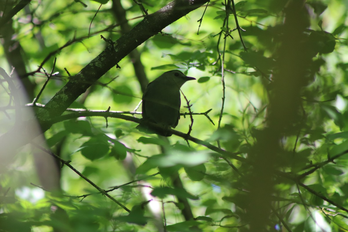 Gray Catbird - ML620483831