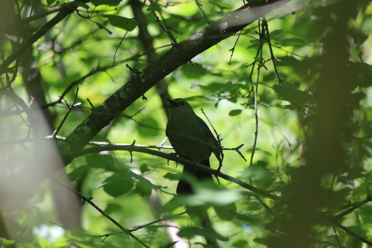 Gray Catbird - ML620483832