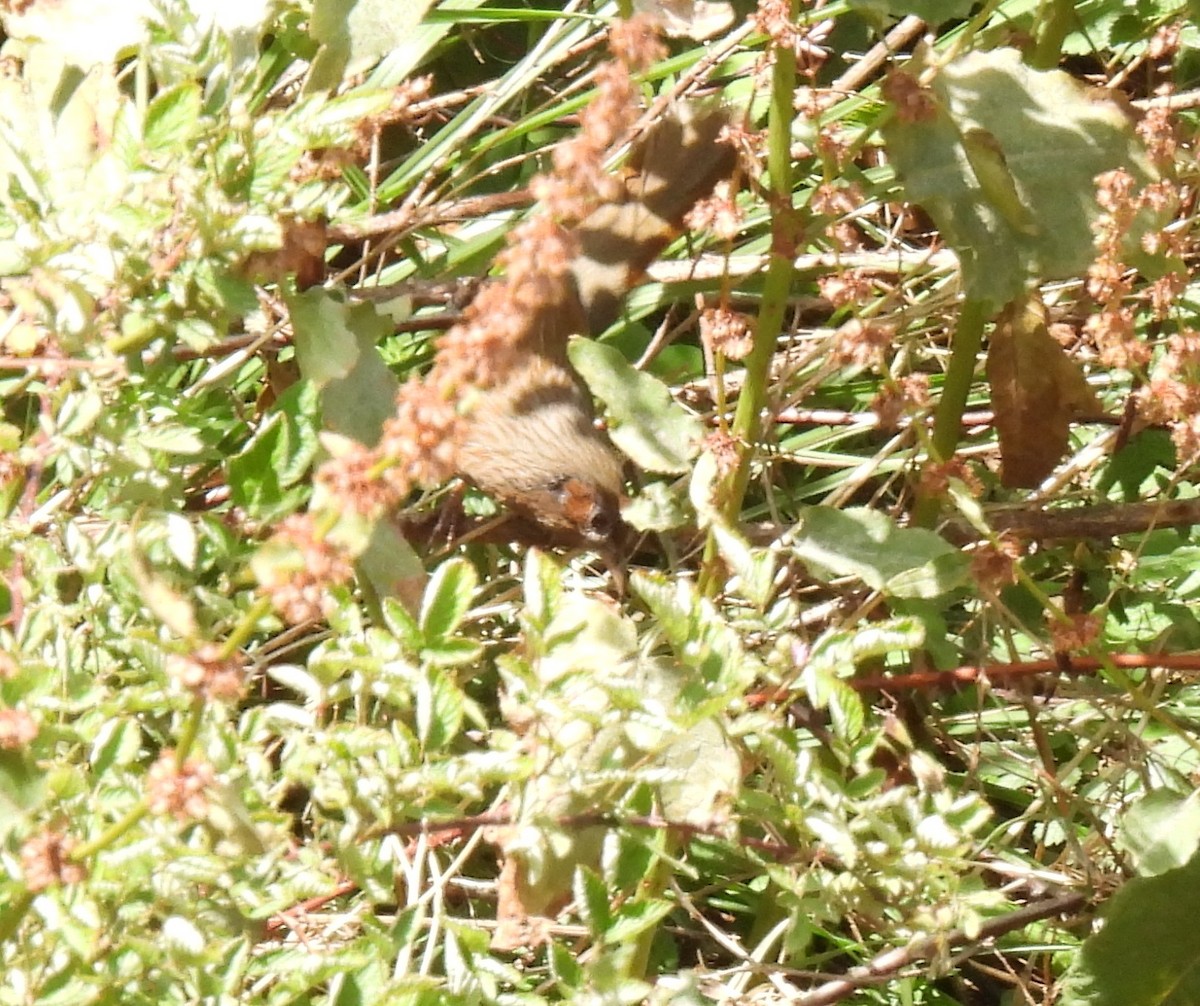 Streaked Laughingthrush - ML620483834