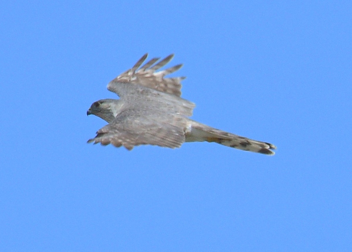 Sharp-shinned Hawk - ML620483836