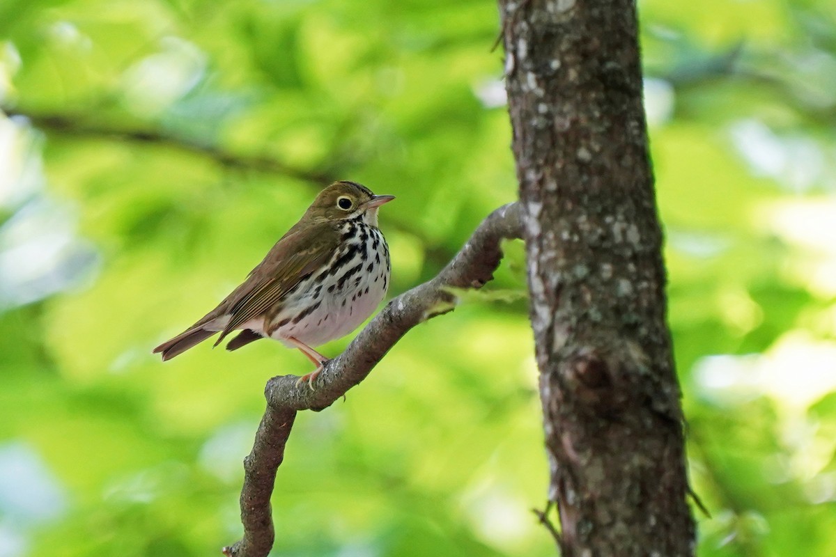 Ovenbird - ML620483838