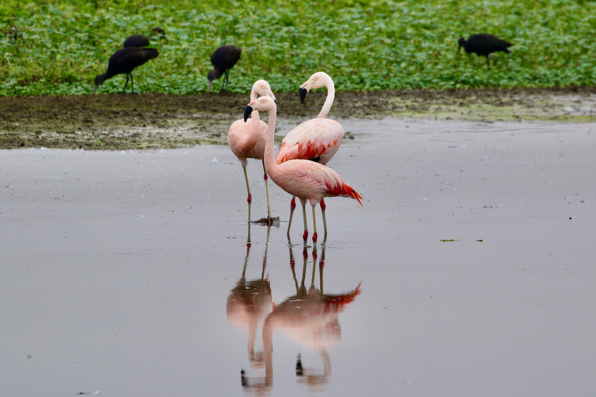 Chilean Flamingo - ML620483849