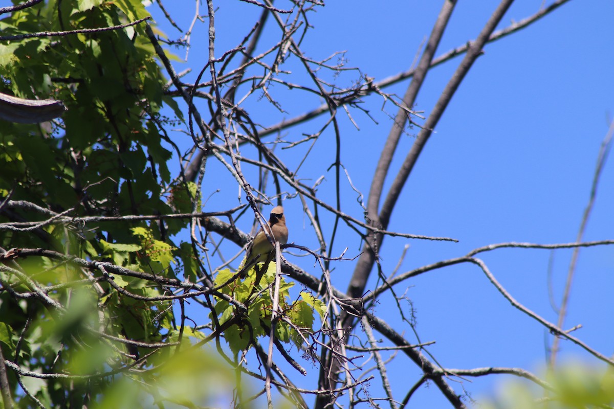 Cedar Waxwing - ML620483850