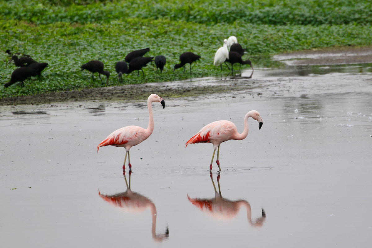Chilean Flamingo - ML620483855