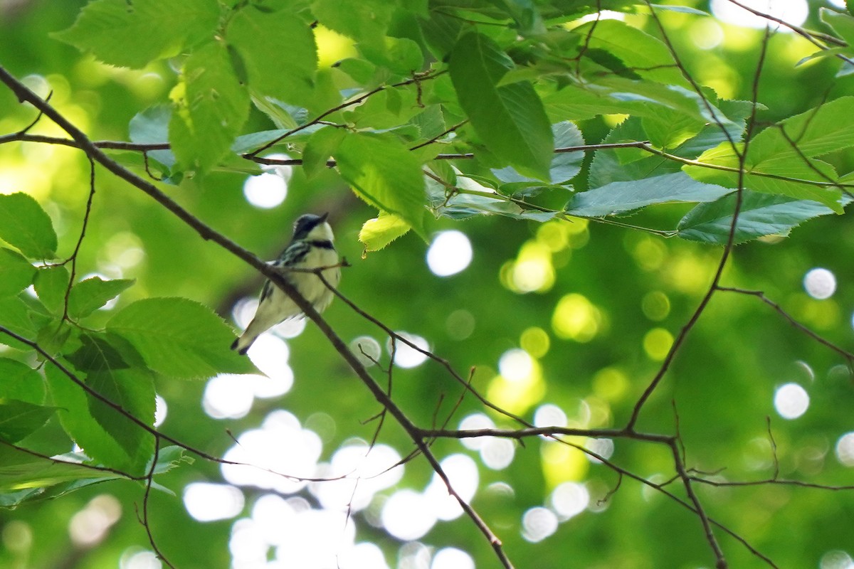 Cerulean Warbler - ML620483856