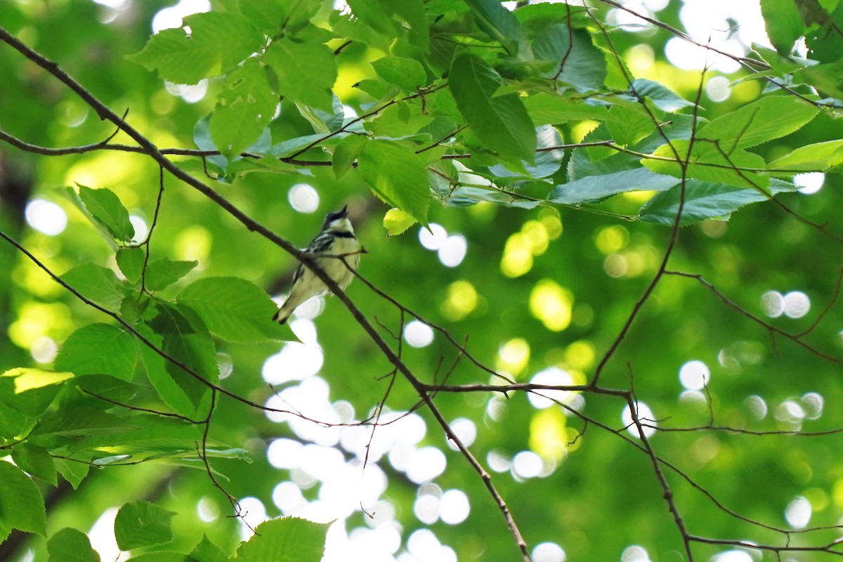 Cerulean Warbler - ML620483857