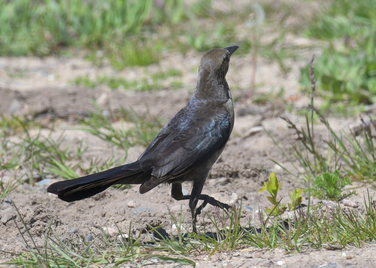 Great-tailed Grackle - ML620483858