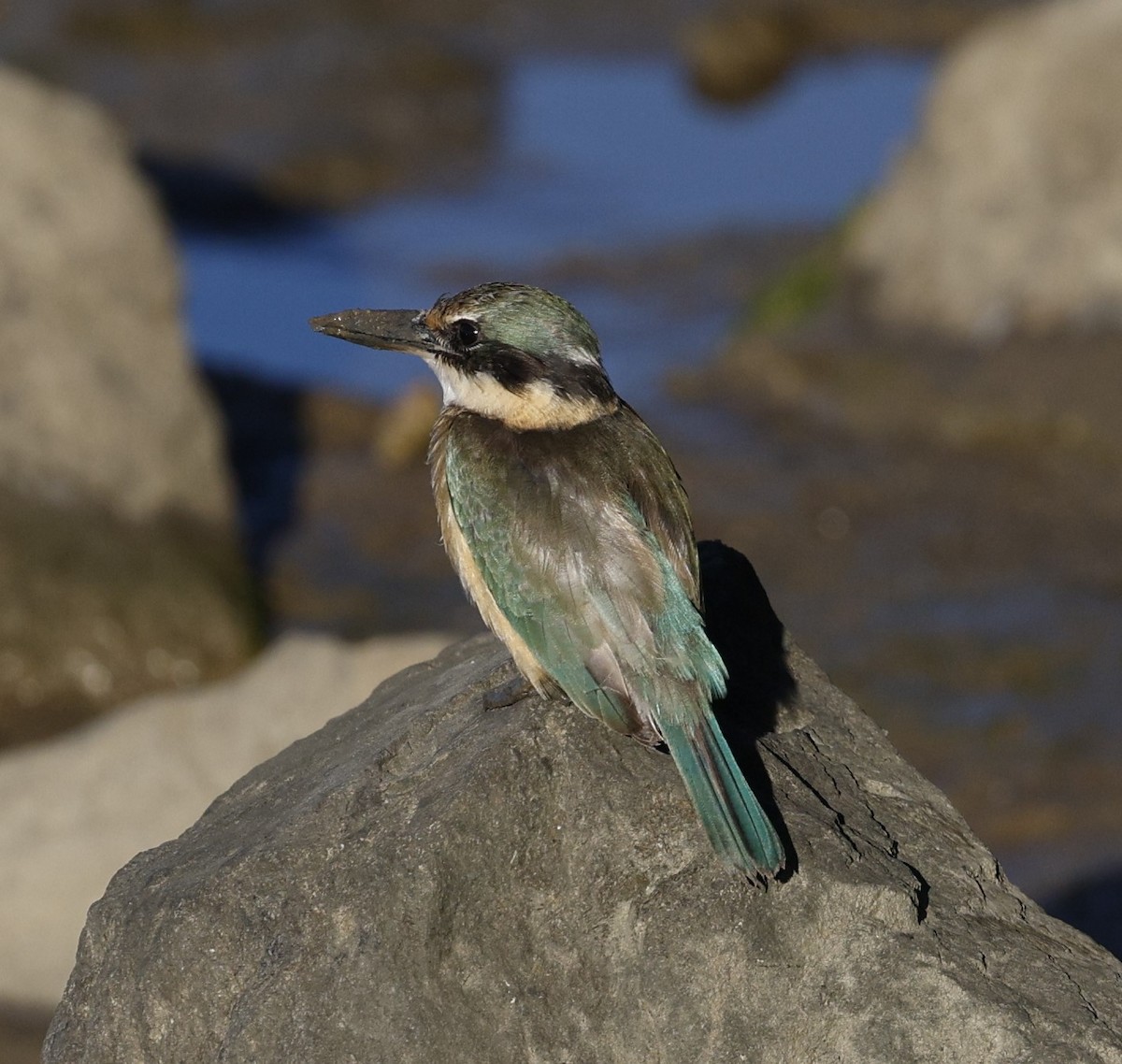 Sacred Kingfisher - ML620483865