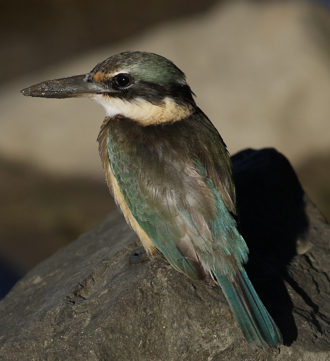 Sacred Kingfisher - ML620483866