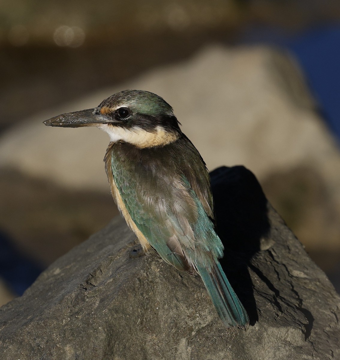 Sacred Kingfisher - ML620483867