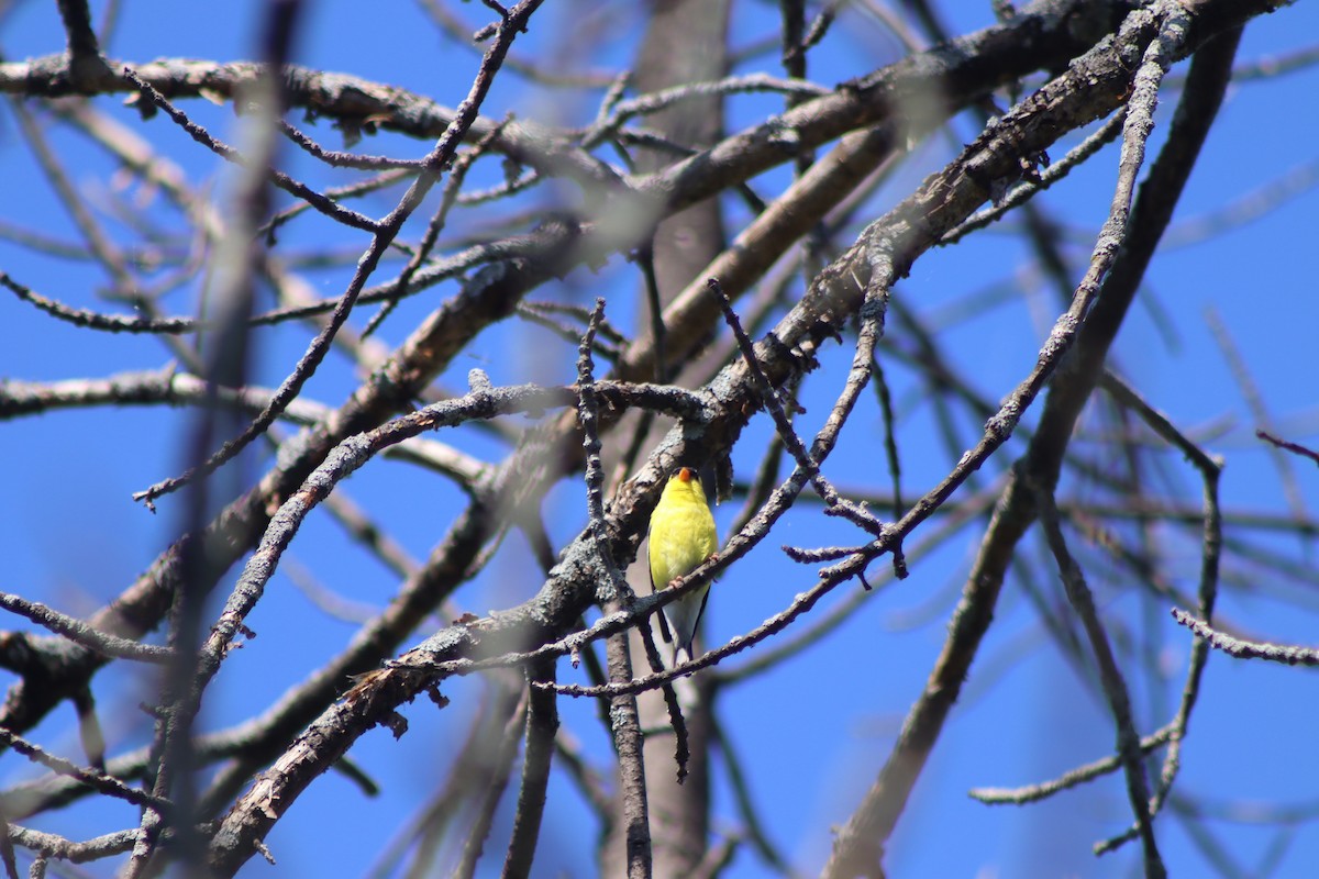 Chardonneret jaune - ML620483868