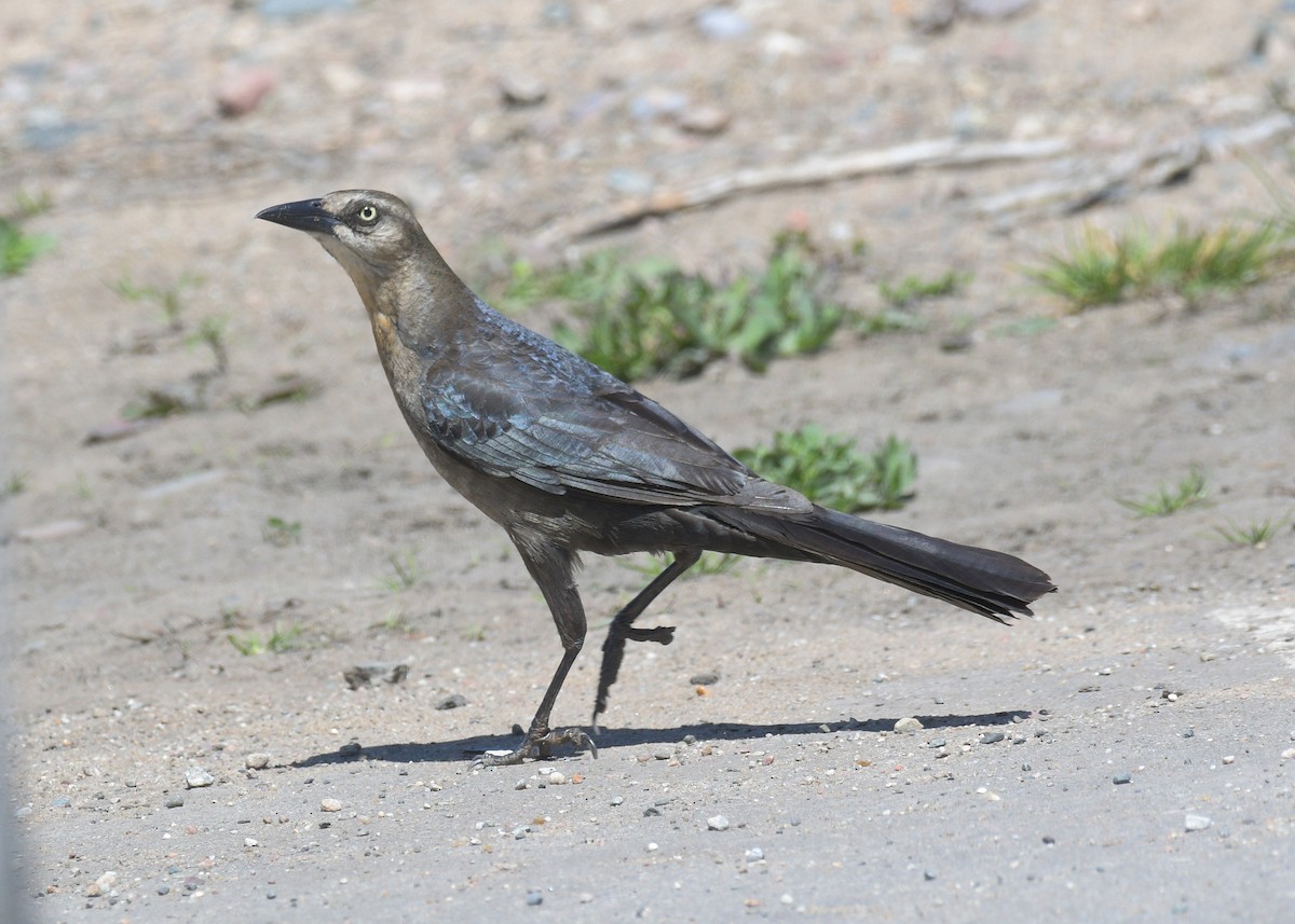 Great-tailed Grackle - ML620483871