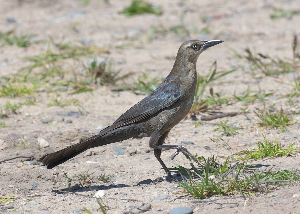 Great-tailed Grackle - ML620483872