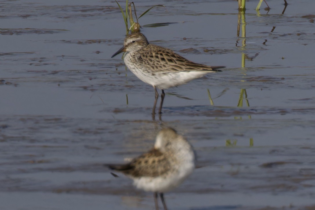 White-rumped Sandpiper - ML620483878