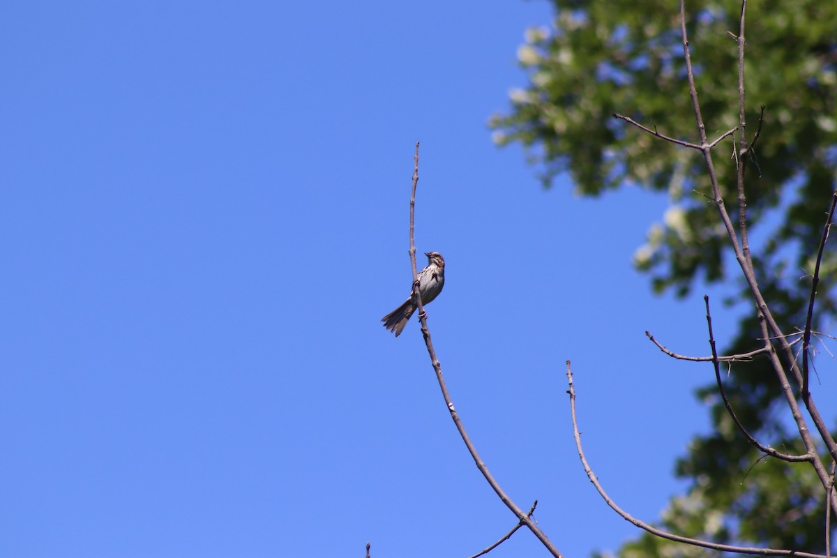 Song Sparrow - ML620483880