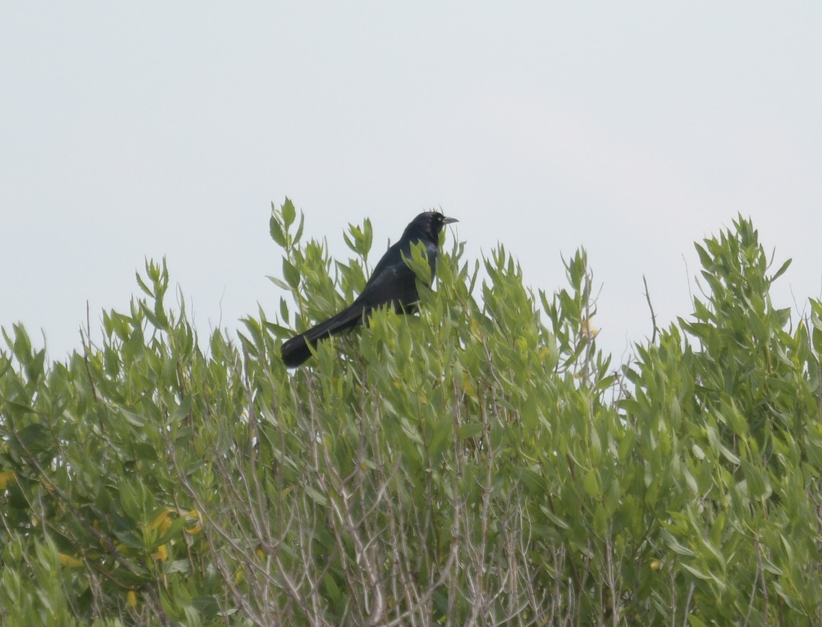 Boat-tailed Grackle - ML620483881