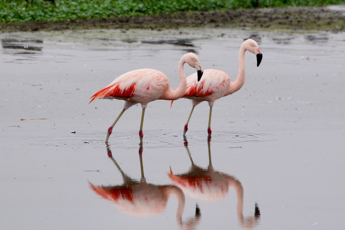 Chilean Flamingo - ML620483882