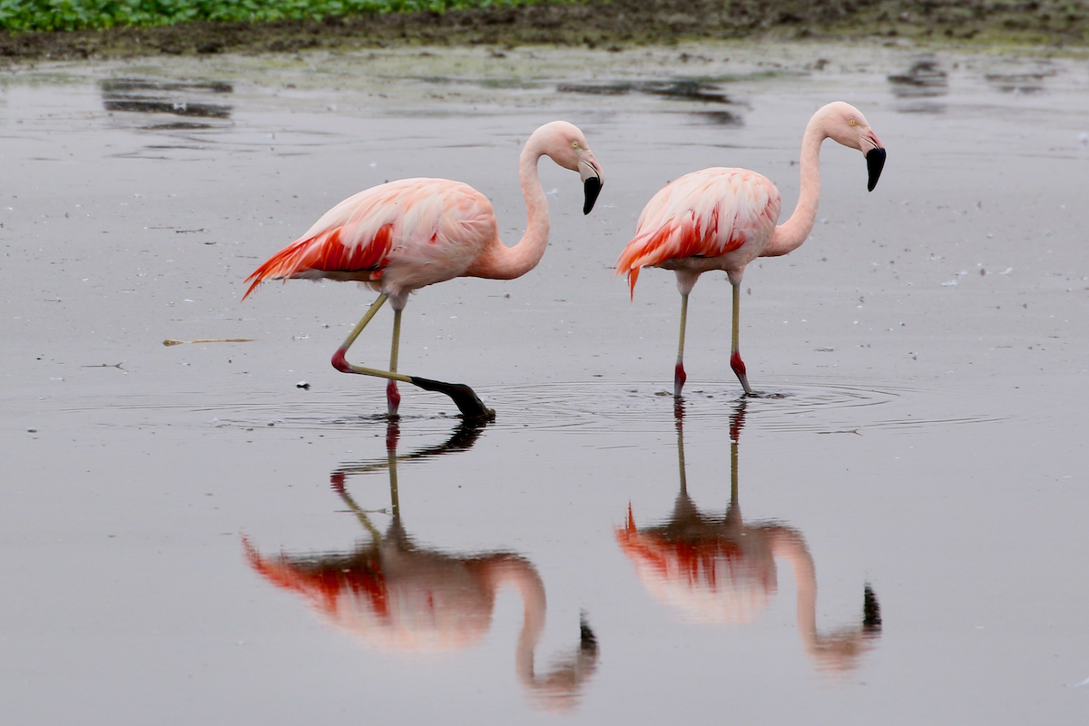Chilean Flamingo - ML620483883