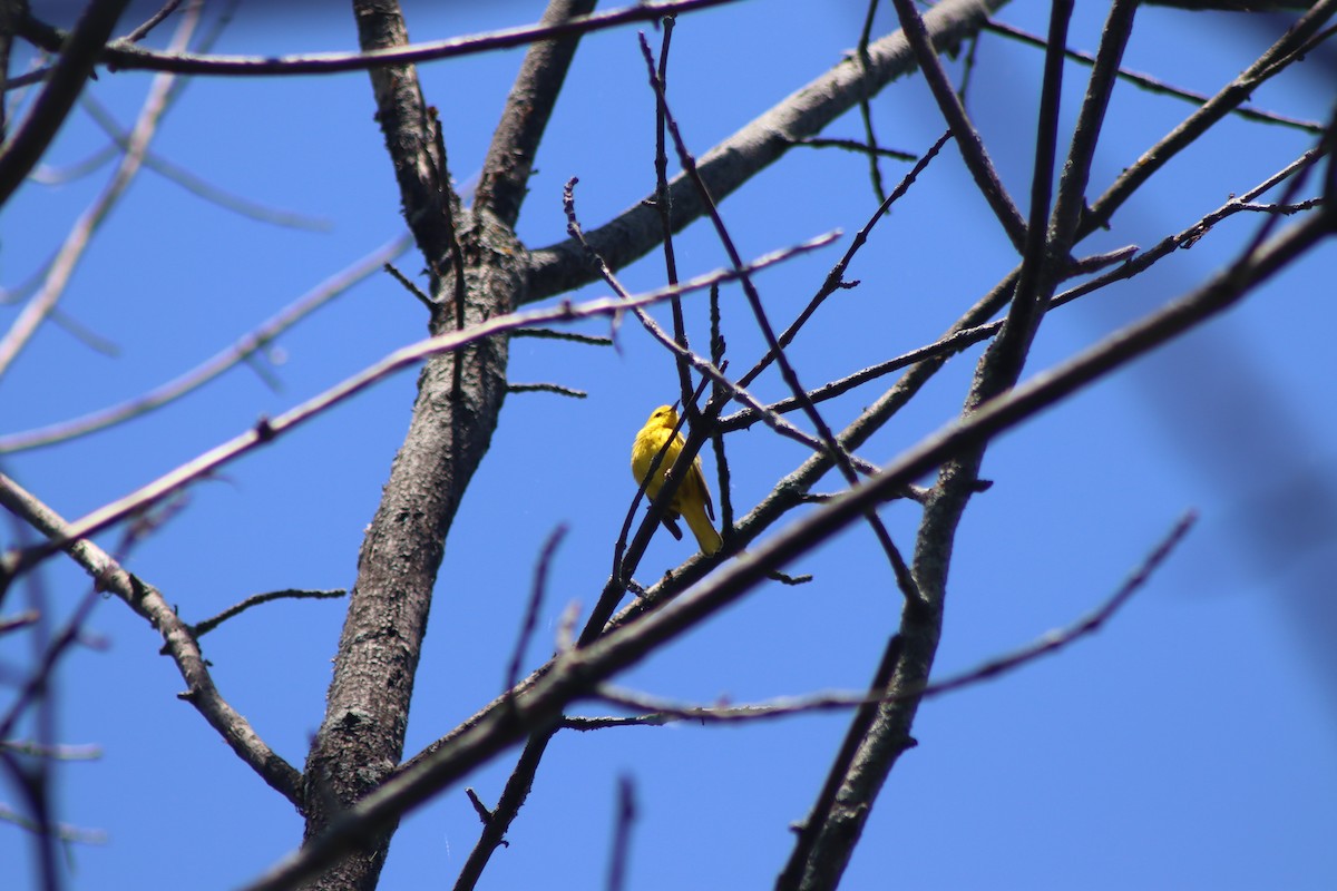 Yellow Warbler - ML620483884