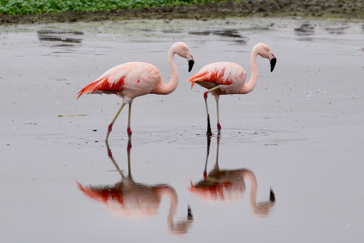 Chilean Flamingo - ML620483887