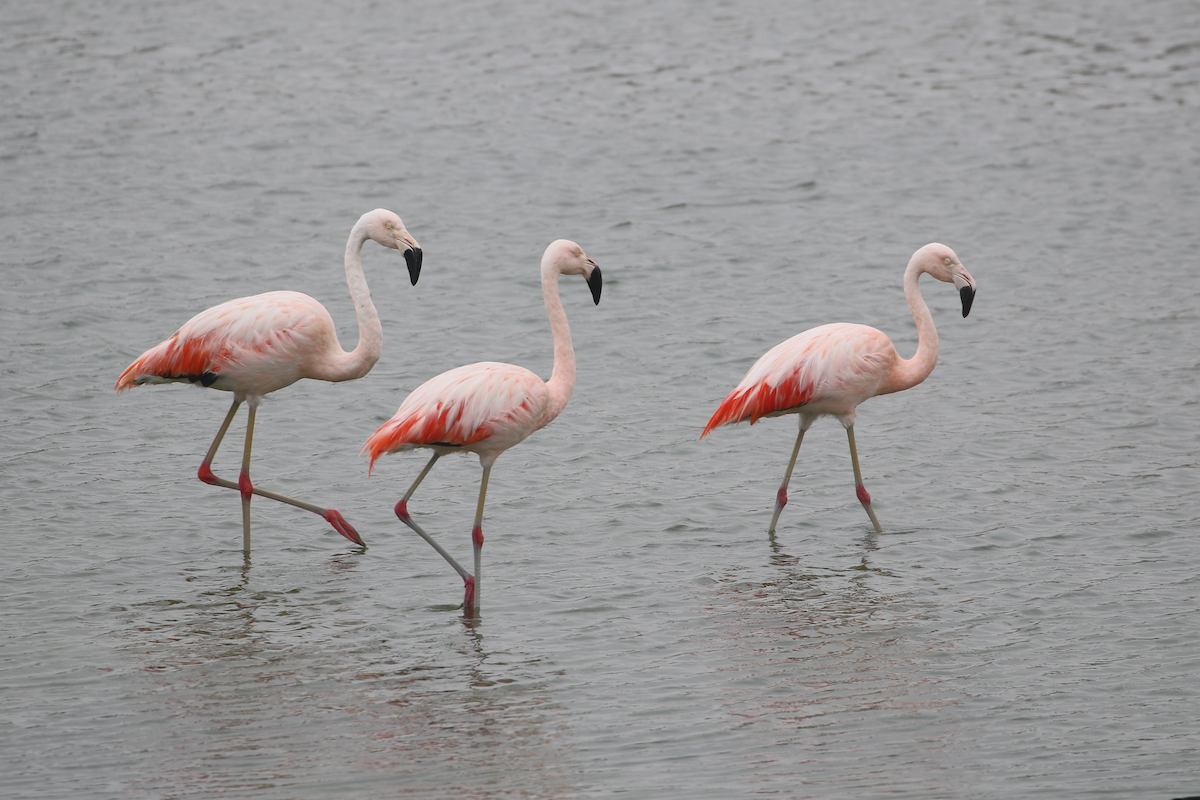 Chilean Flamingo - ML620483889