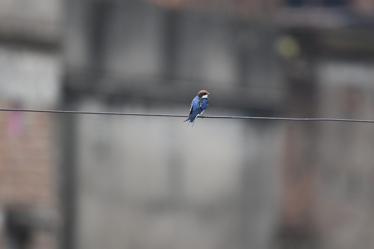 Wire-tailed Swallow - ML620483890