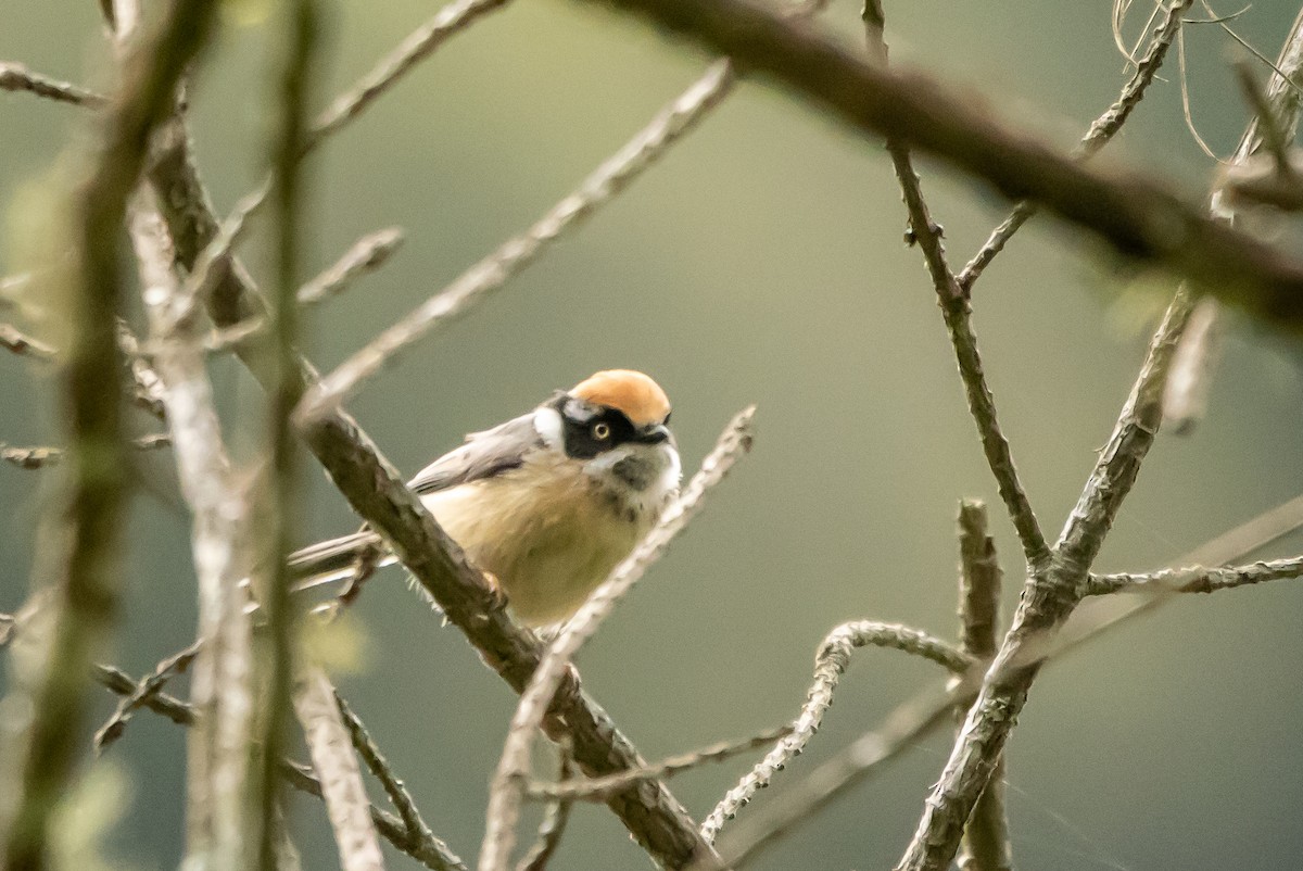 Whiskered Yuhina - ML620483891