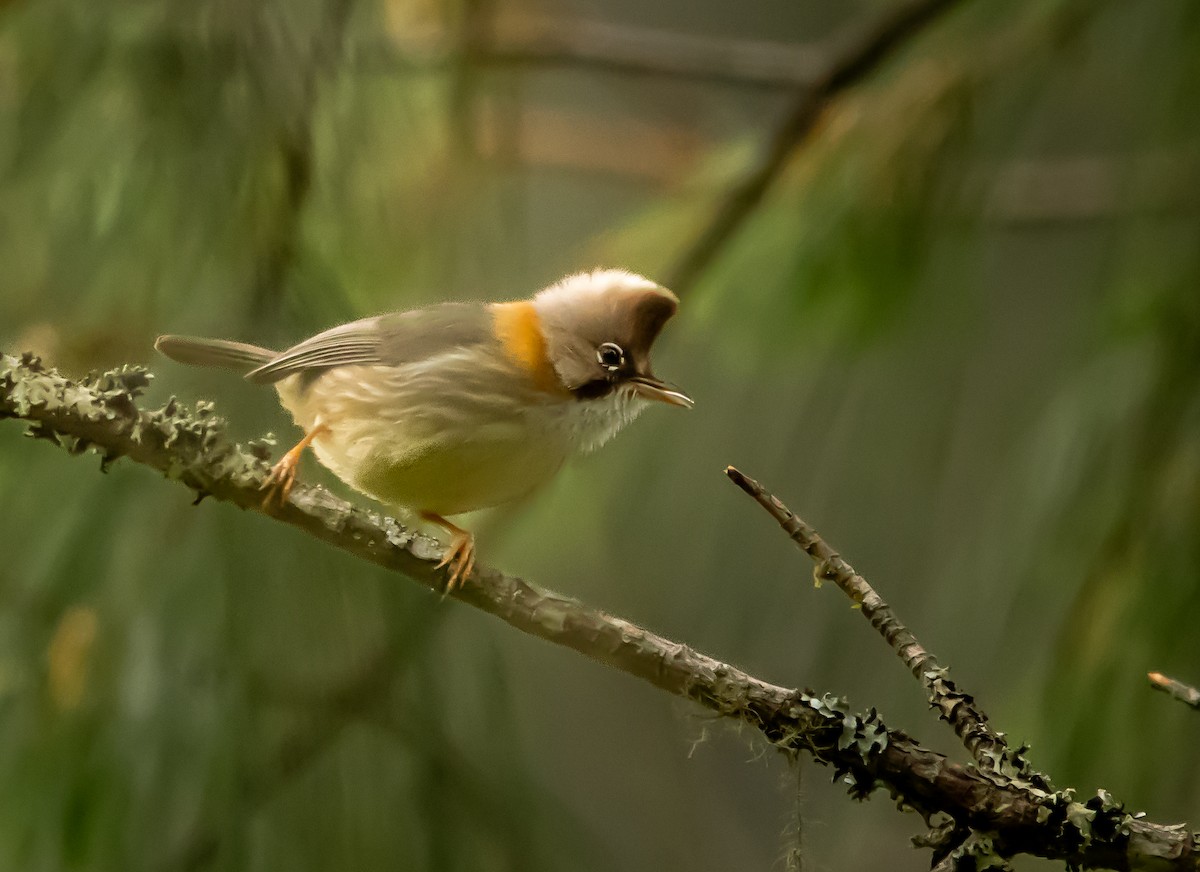 Whiskered Yuhina - ML620483892