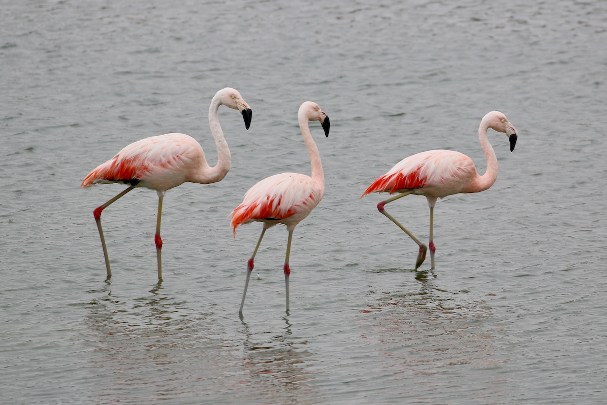 Chilean Flamingo - ML620483893