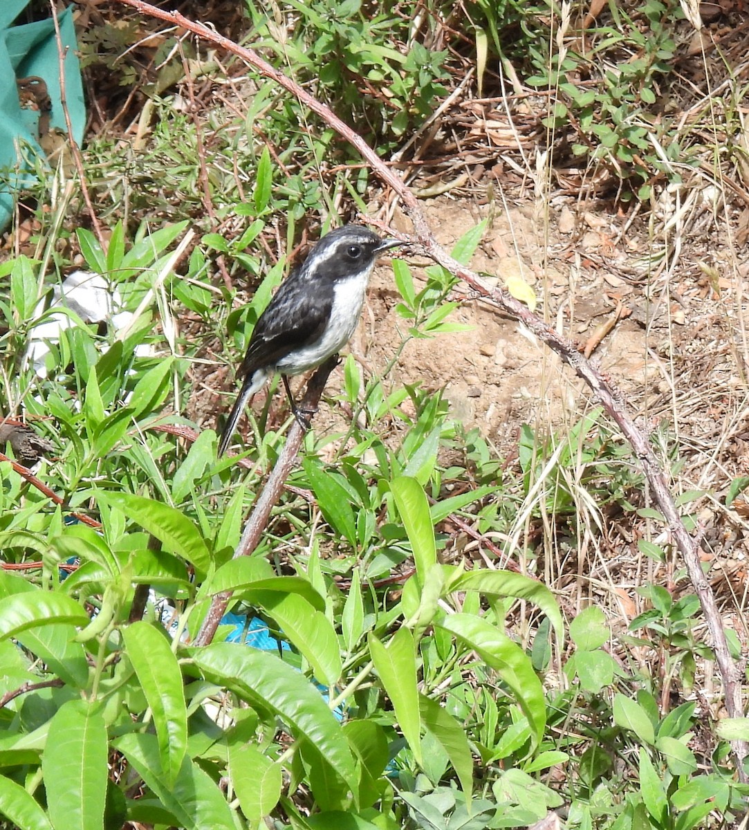 Gray Bushchat - ML620483894