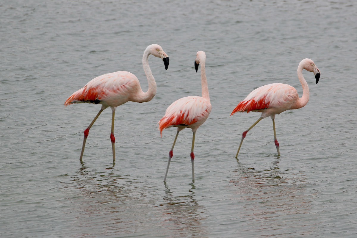 Chilean Flamingo - ML620483895
