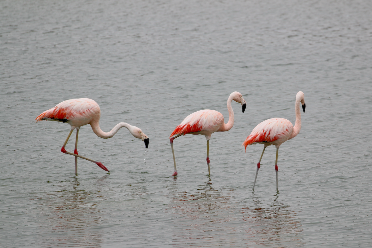 Chilean Flamingo - ML620483896