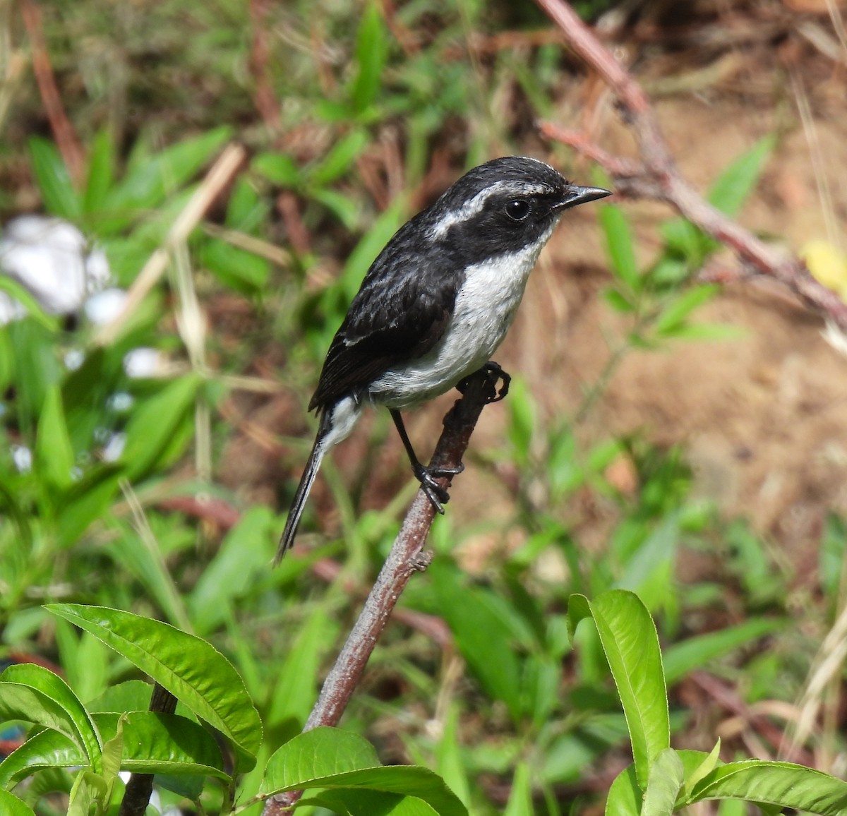 Gray Bushchat - ML620483897