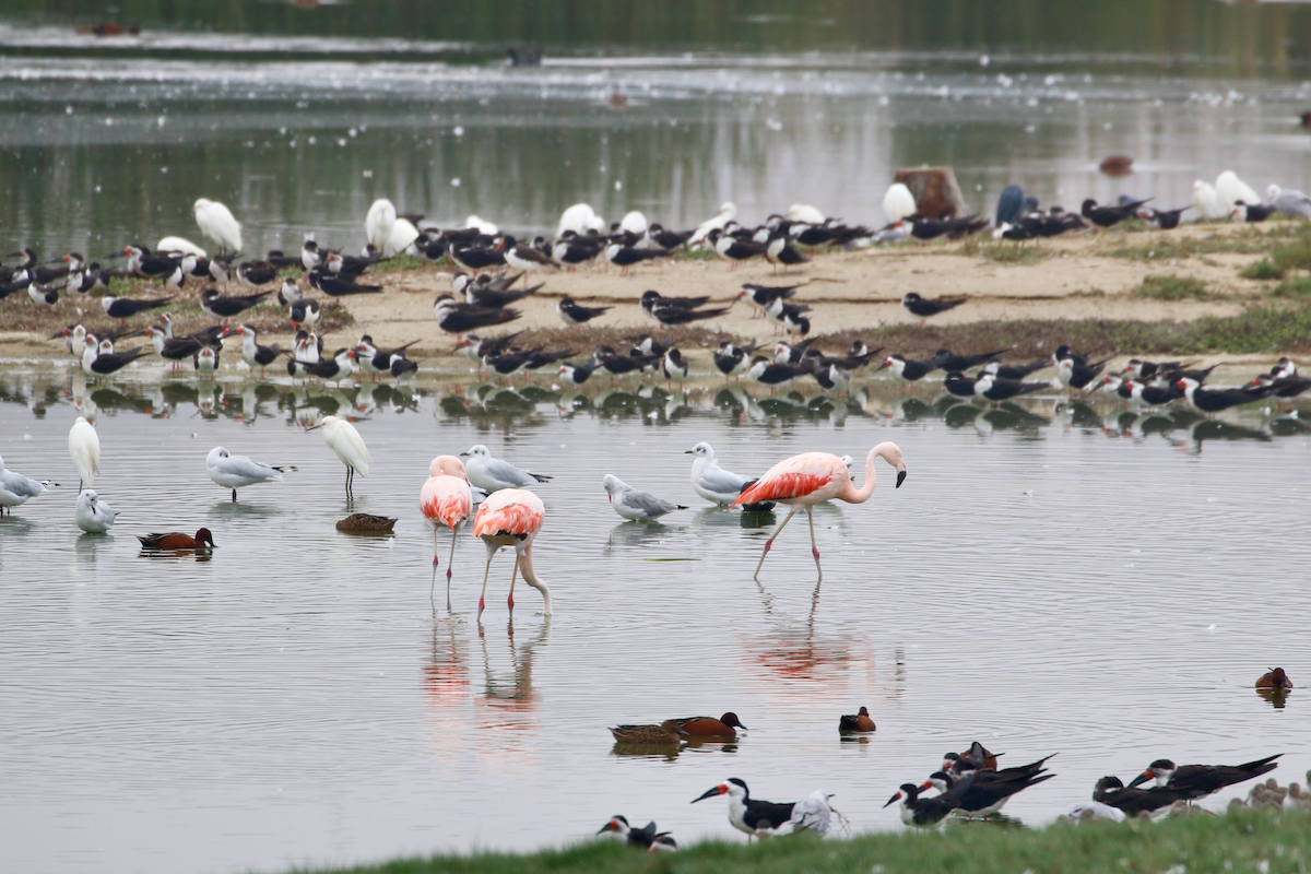 Chilean Flamingo - ML620483898