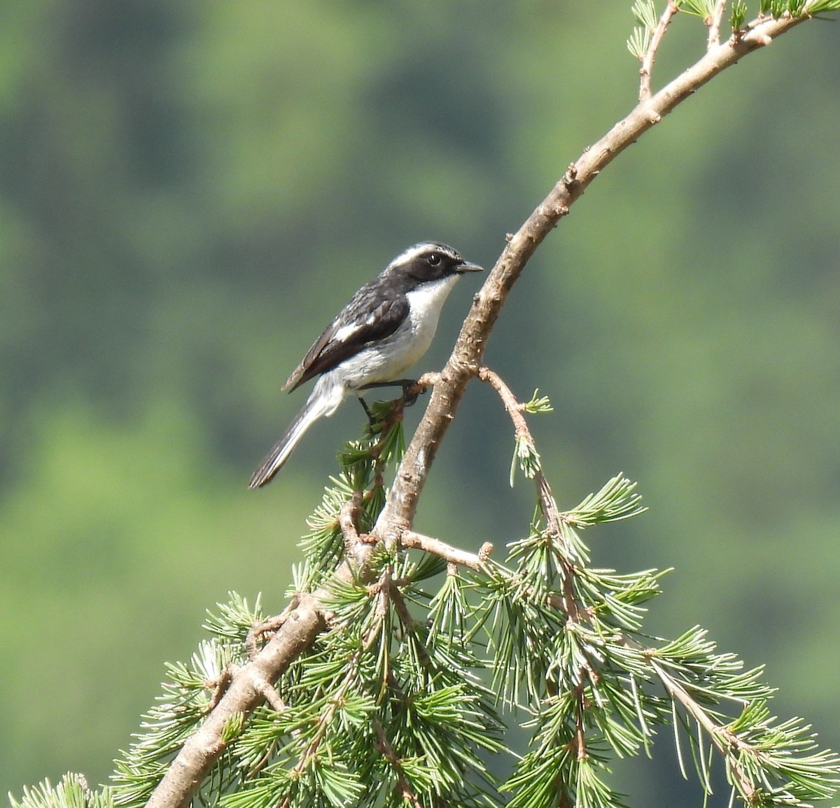 Gray Bushchat - ML620483907