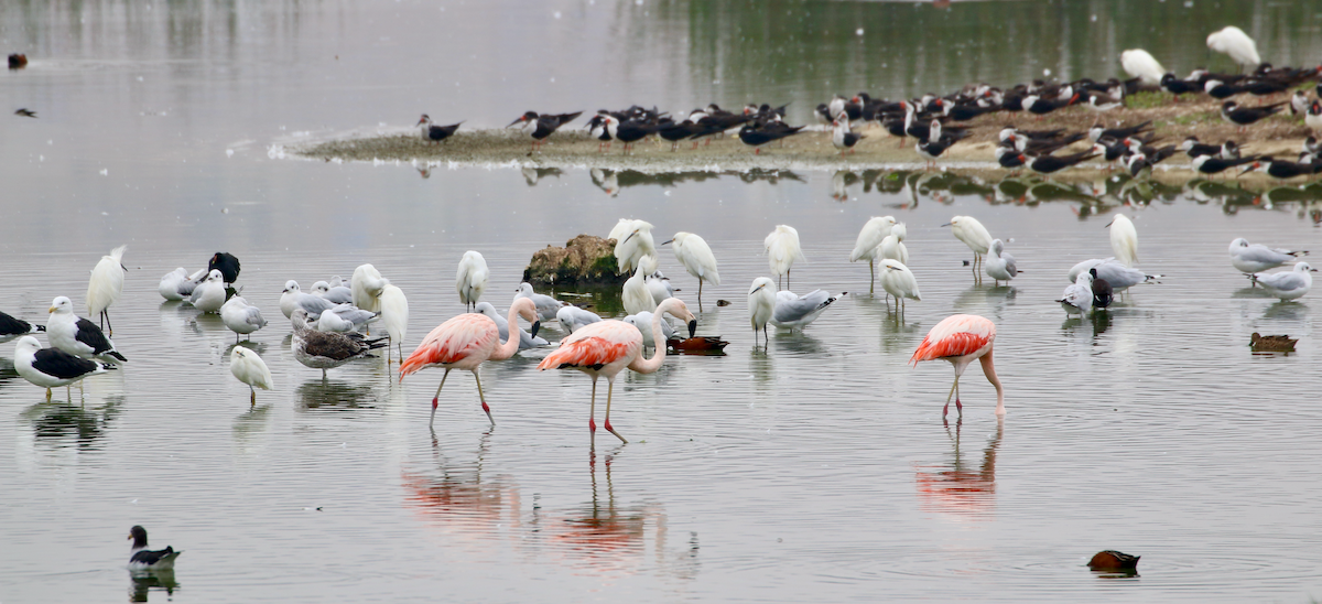 Chilean Flamingo - ML620483909