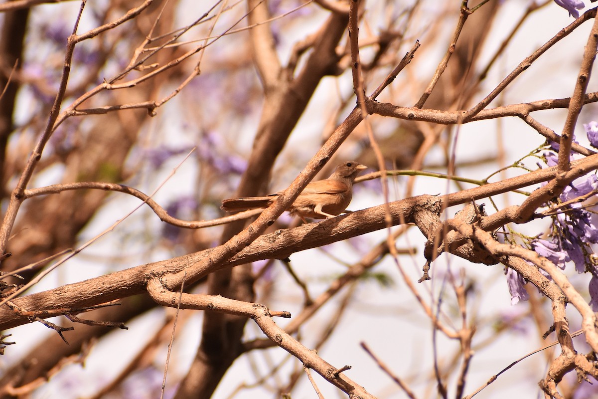 House Bunting - ML620483910